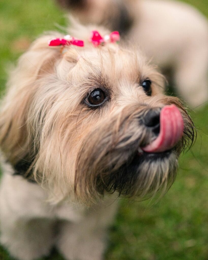 Cute dog with a pink bow licking its nose in a sunny outdoor setting.