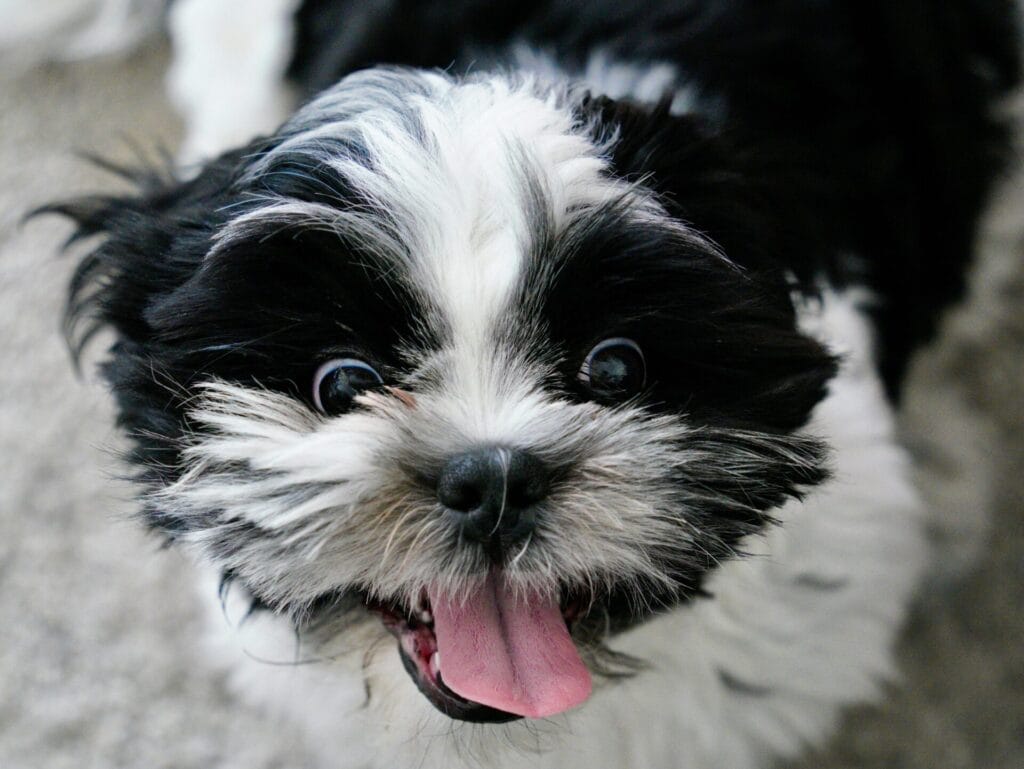 Adorable Shih Tzu puppy with tongue out, showcasing a joyful expression.