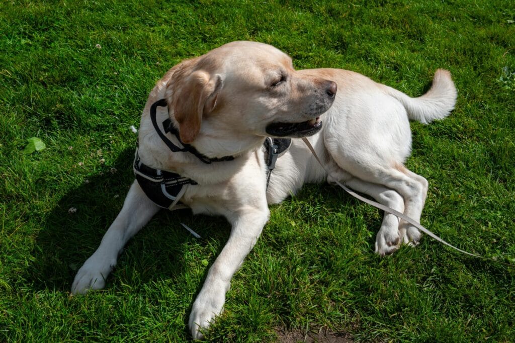 A content Labrador Retriever lying on lush grass, enjoying a sunny day, wearing a harness.