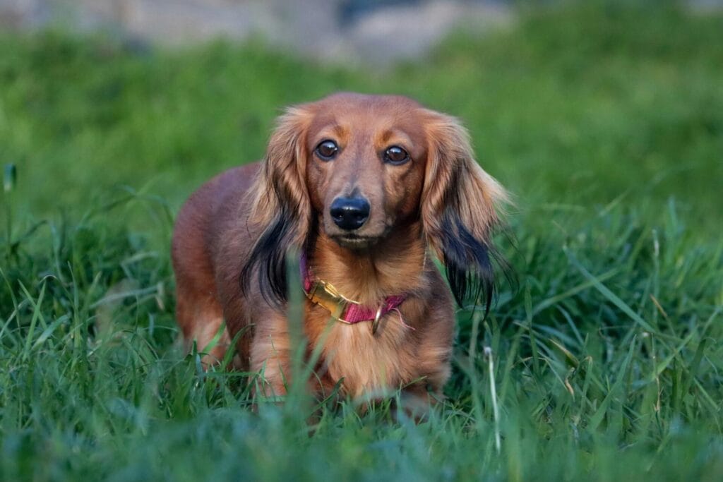 Adorable Dachshund with red fur and droopy ears in grassy field. Perfect for animal lovers.