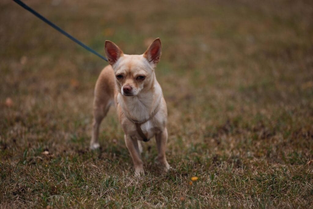A small Chihuahua dog on a leash standing on grassy ground.