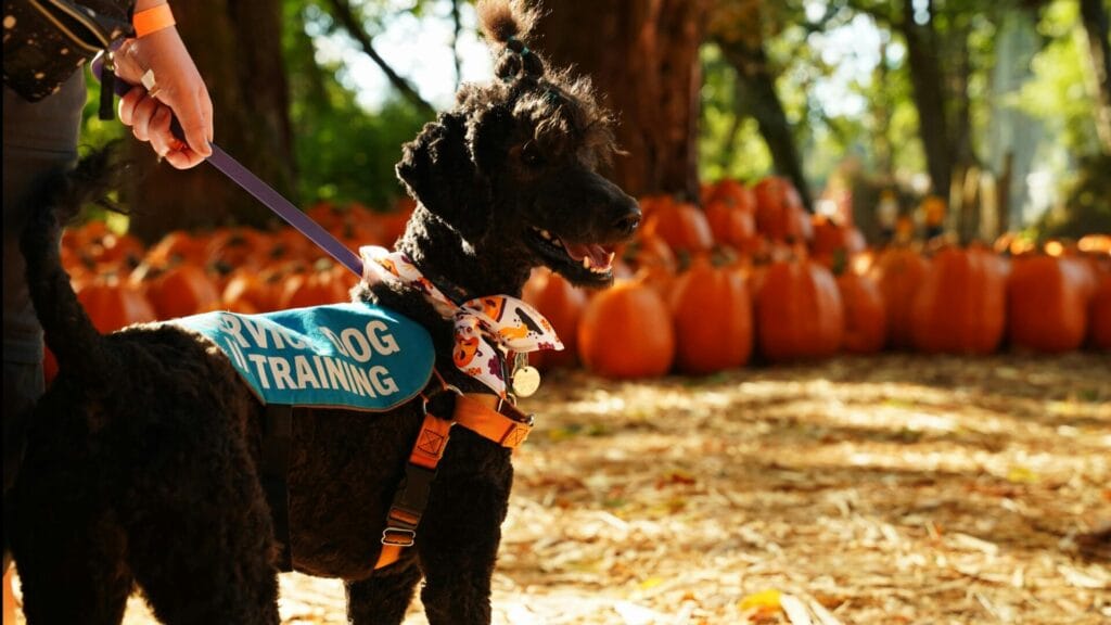 Black service dog in training among pumpkins during fall season.