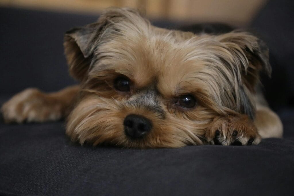 Adorable Yorkshire Terrier dog resting indoors, showcasing its soft fur and thoughtful gaze.