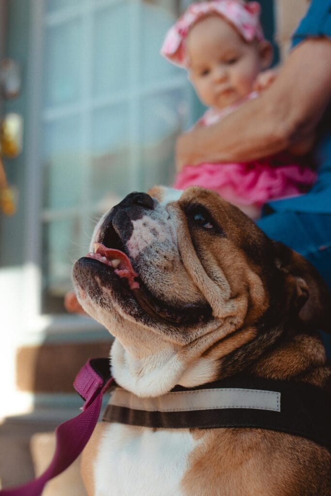 Charming scene of an English bulldog lounging outside, baby in background.