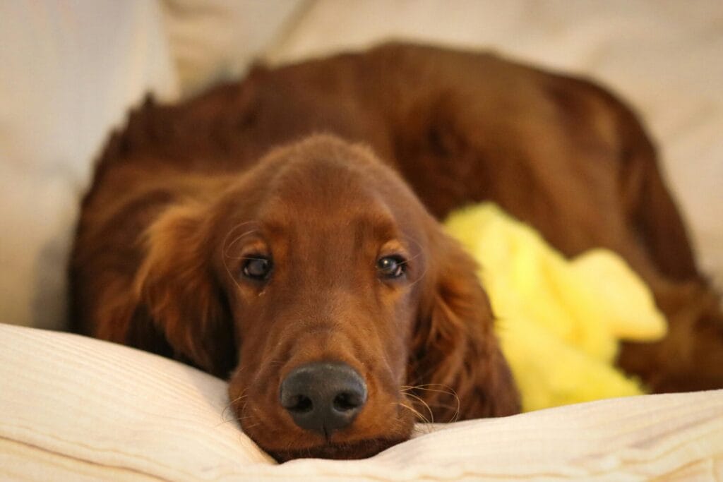 Irish Setter dog resting on a soft couch with a cozy expression.