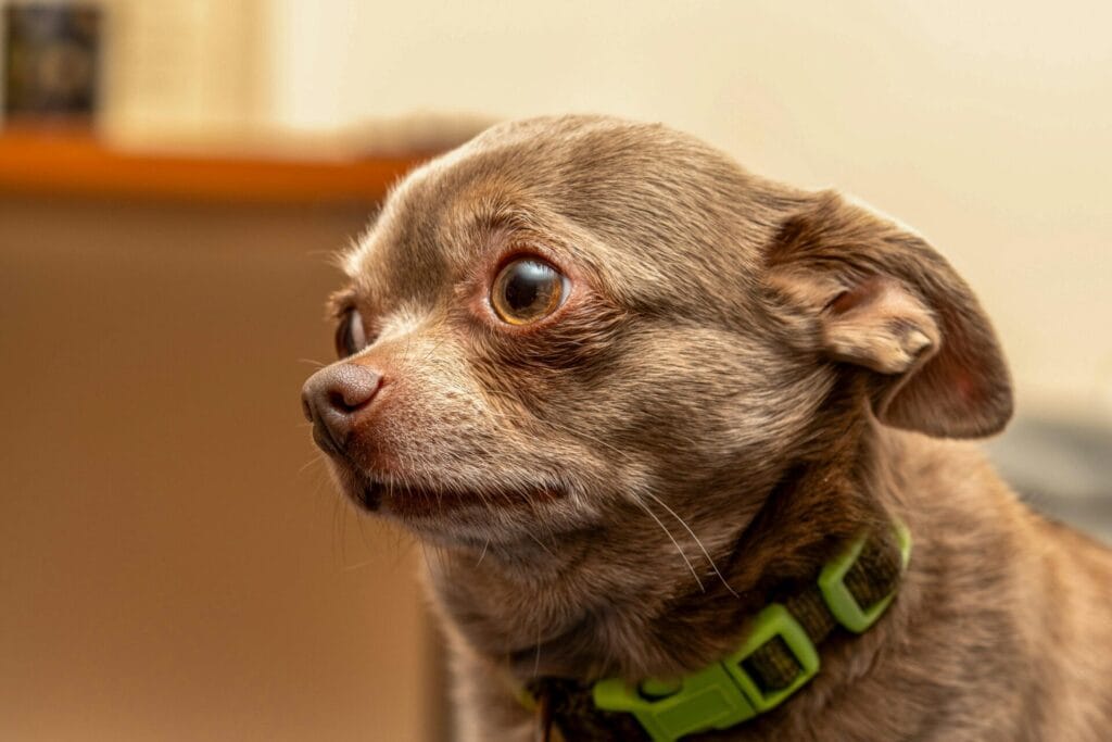 Close-up of a cute chihuahua with green collar looking alert indoors.