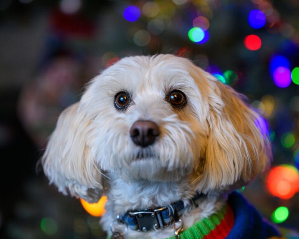 Adorable dog in front of colorful Christmas lights in Canonsburg, PA.