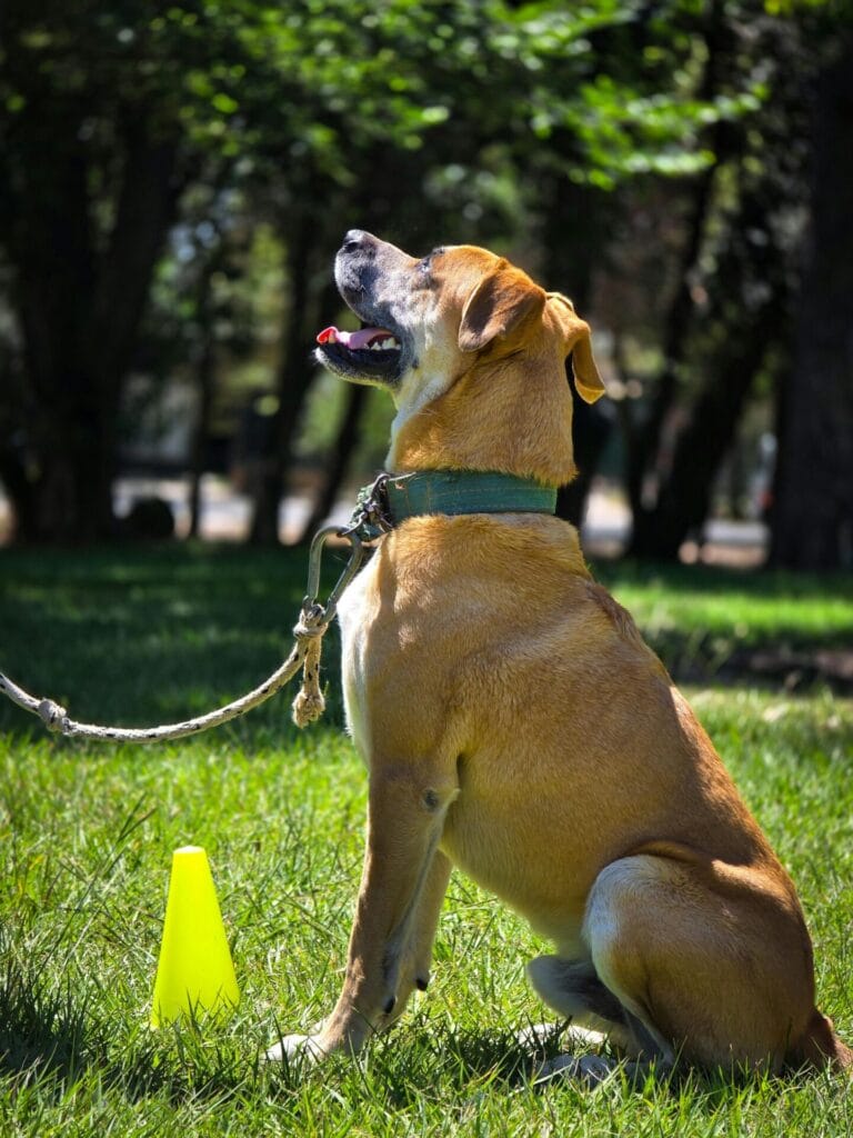 A dog attentively sits next to a training cone in a sunny park, showcasing obedience.