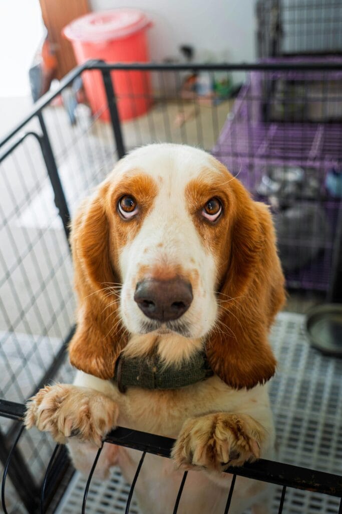Adorable Basset Hound puppy peeking over kennel gate indoors, seeking attention.