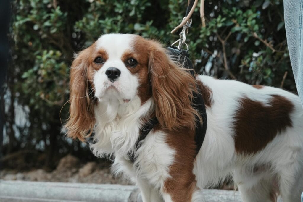 Adorable Cavalier King Charles Spaniel on leash standing outdoors amid greenery.