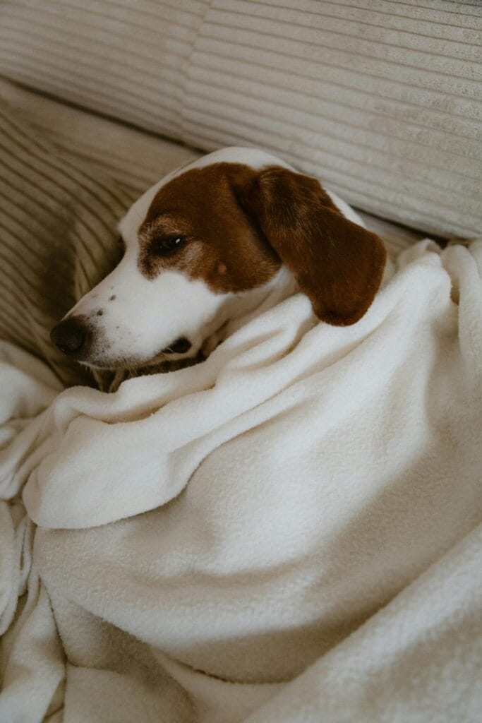 A relaxed dog lying on a couch, wrapped in a soft white blanket creating a cozy atmosphere.