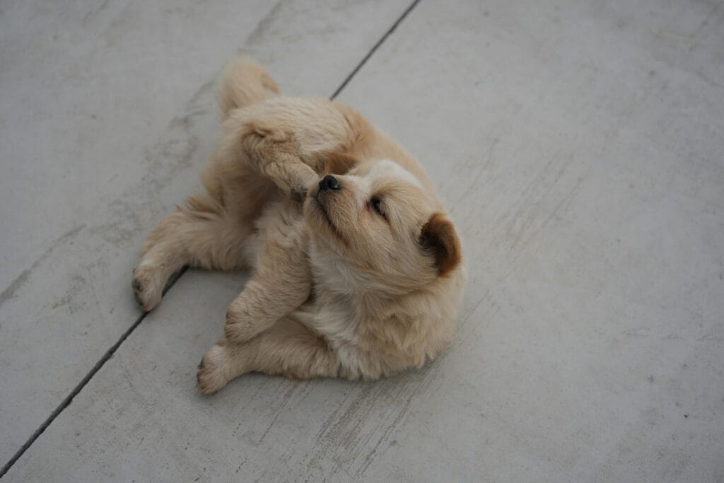 A cute fluffy puppy lying on concrete, playfully biting its paw outdoors.