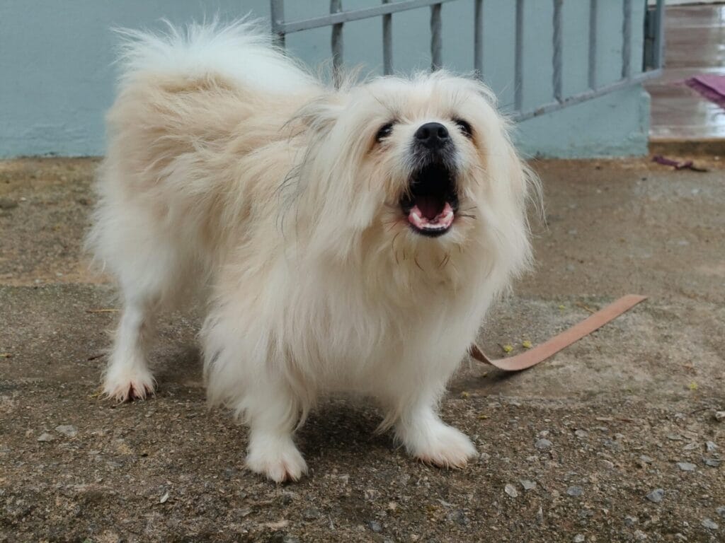 Charming fluffy Pekingese dog barking outside on a paved patio, showcasing its playful nature.