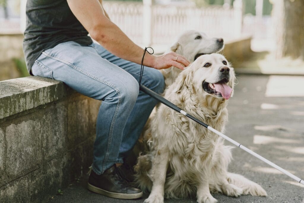 A guide dog sitting happily beside its owner holding a white cane outdoors.