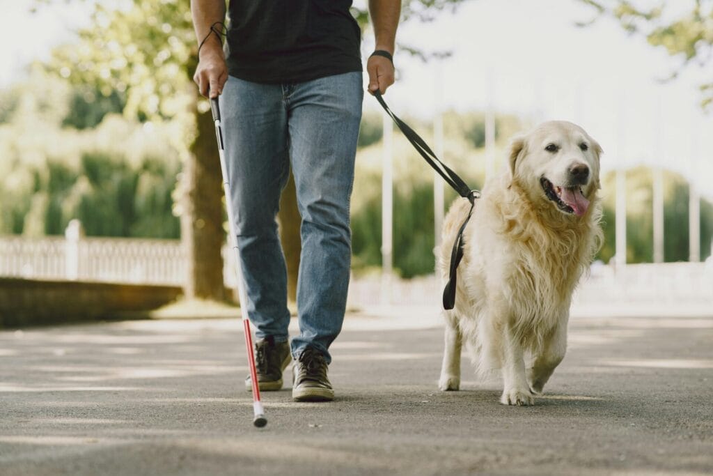 A man with a white cane walks with a guide dog in a sunny park, showcasing assistance and companionship.