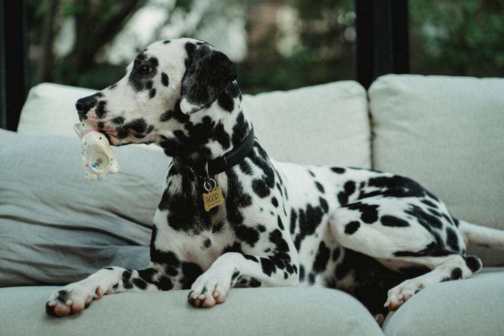 A Dalmatian dog lounges on a sofa with a toy in its mouth, enjoying a calm indoor setting.