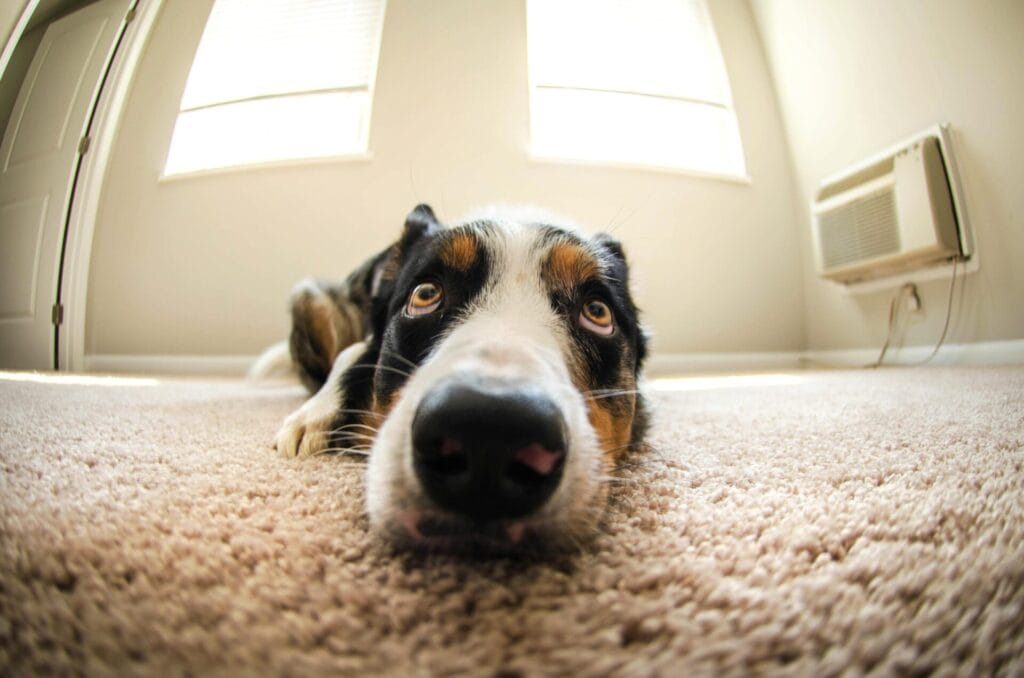 Close-up of a border collie lying on a carpet indoors, showcasing its adorable face and relaxed demeanor.