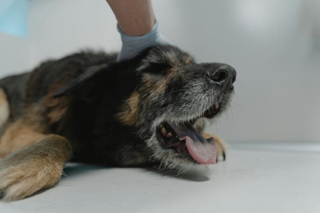 Close-up of a German Shepherd dog resting on a vet's examination table, showing comfort and care.
