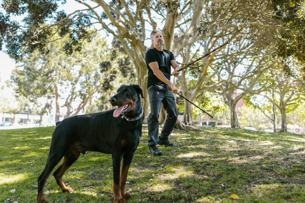 A man trains with arnis sticks next to a Doberman in a sunny park.