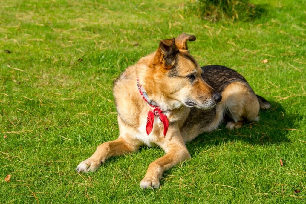 A dog wearing a red bandana relaxes on a sunlit grassy lawn, enjoying the outdoors.