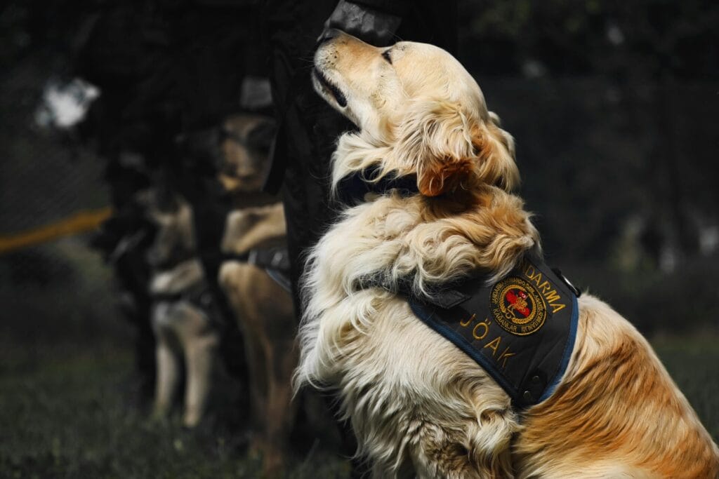A loyal Golden Retriever in a gendarmerie vest, ready for service outdoors.
