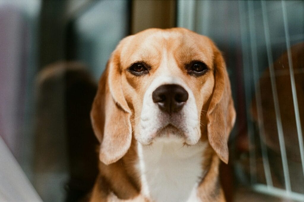 A close-up portrait of a beagle dog showcasing its gentle and attentive expression.