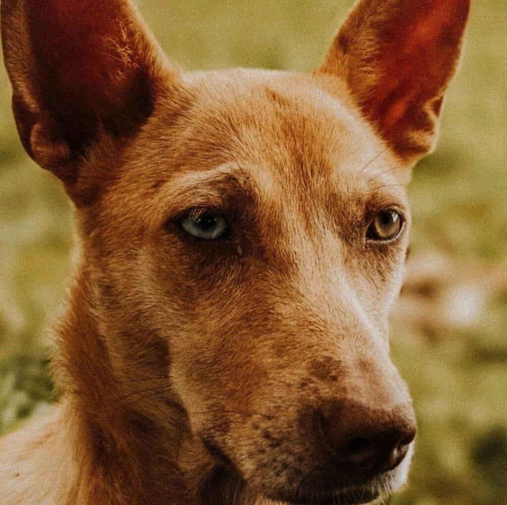 Detailed close-up of a domestic dog's face showing distinct heterochromia.