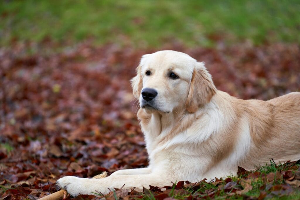 A serene golden retriever lies on a bed of autumn leaves, enjoying the outdoor setting.