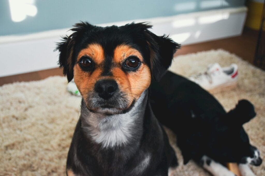 Adorable black and tan dog sitting indoors on a carpeted floor.