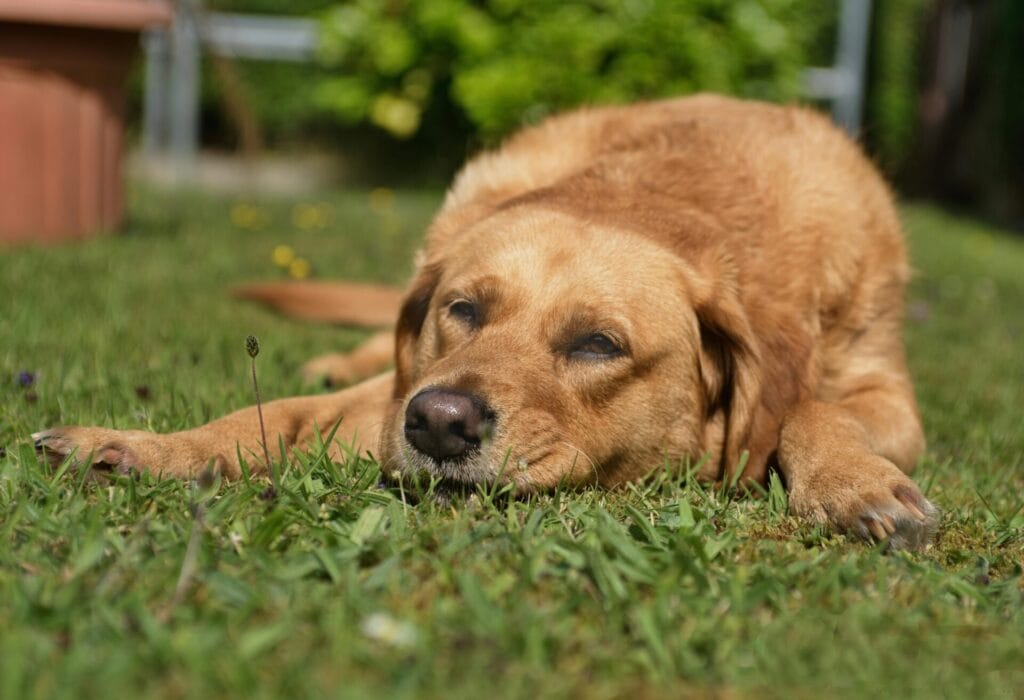 A close-up of a Labrador Retriever peacefully resting on grass.