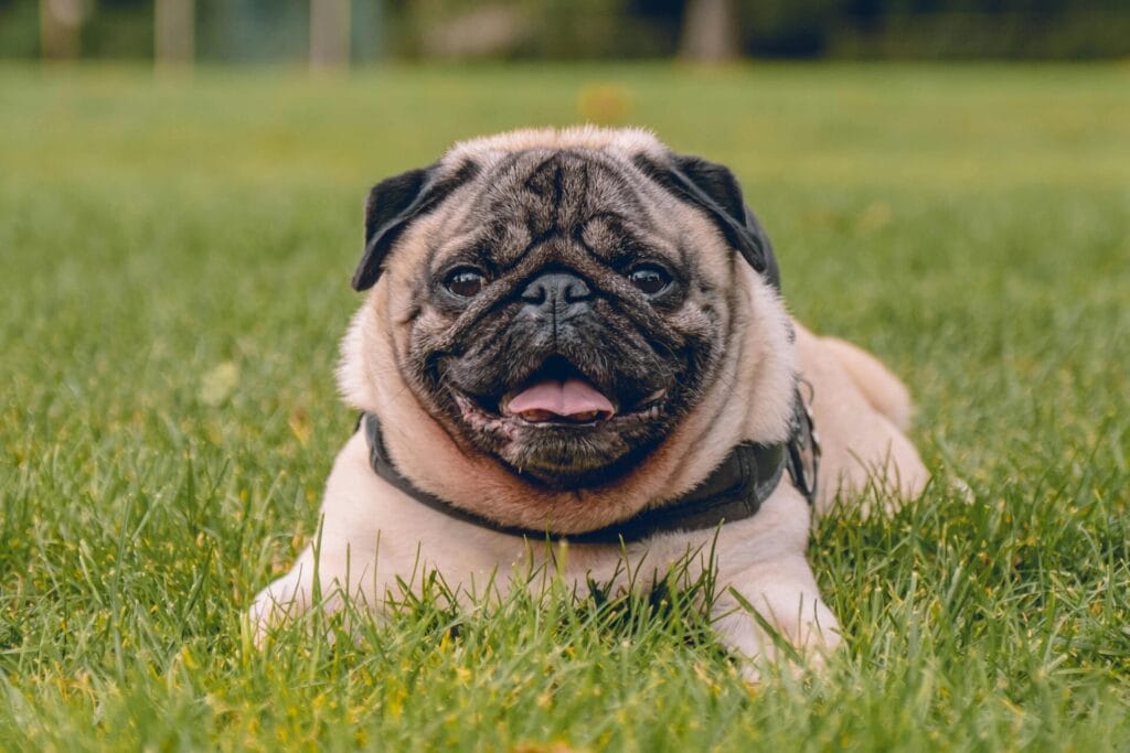 Cute pug dog lying on lush green grass, enjoying the sunny outdoors.