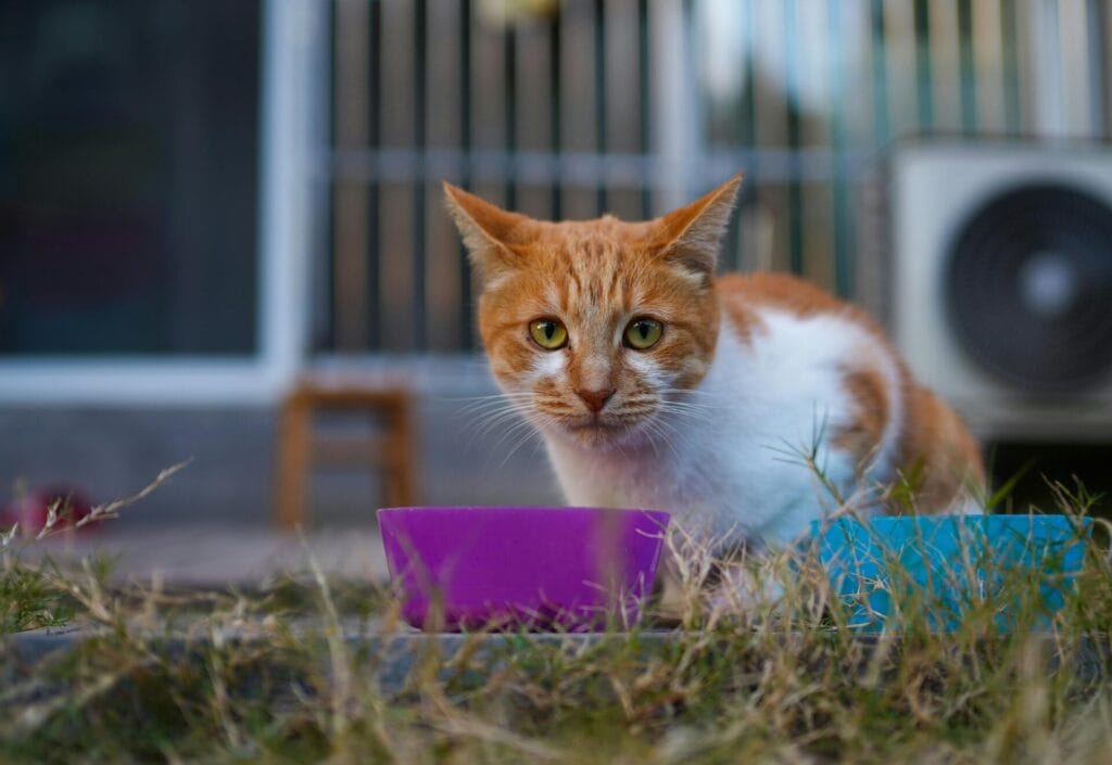 An orange and white cat in an outdoor setting, eating beside a colorful bowl.