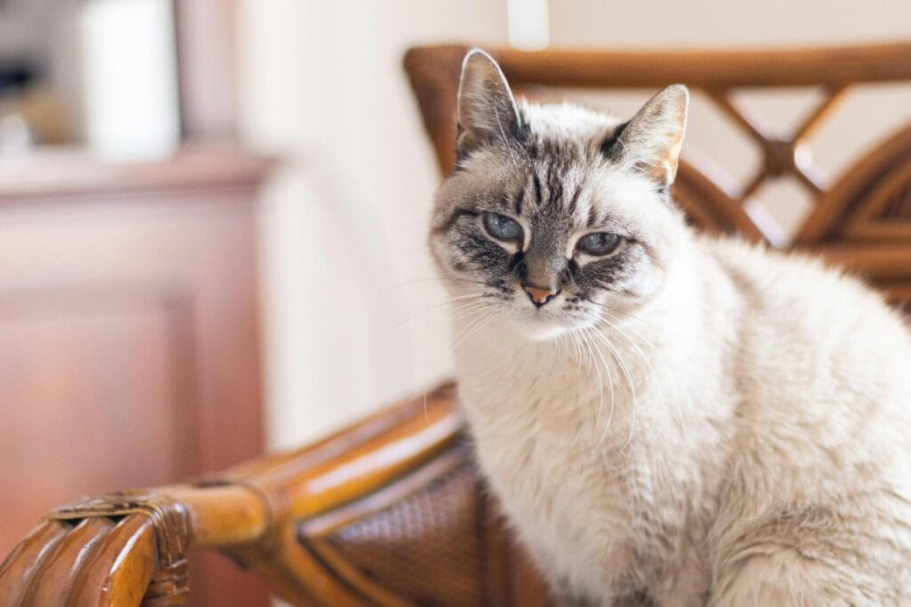 A adorable Siamese cat with blue eyes sitting comfortably on a wooden chair indoors.