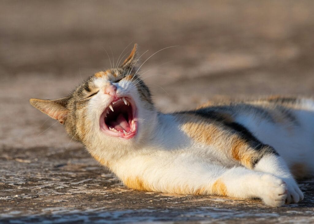 A close-up of a yawning calico cat enjoying sunny outdoors, showcasing feline relaxation.