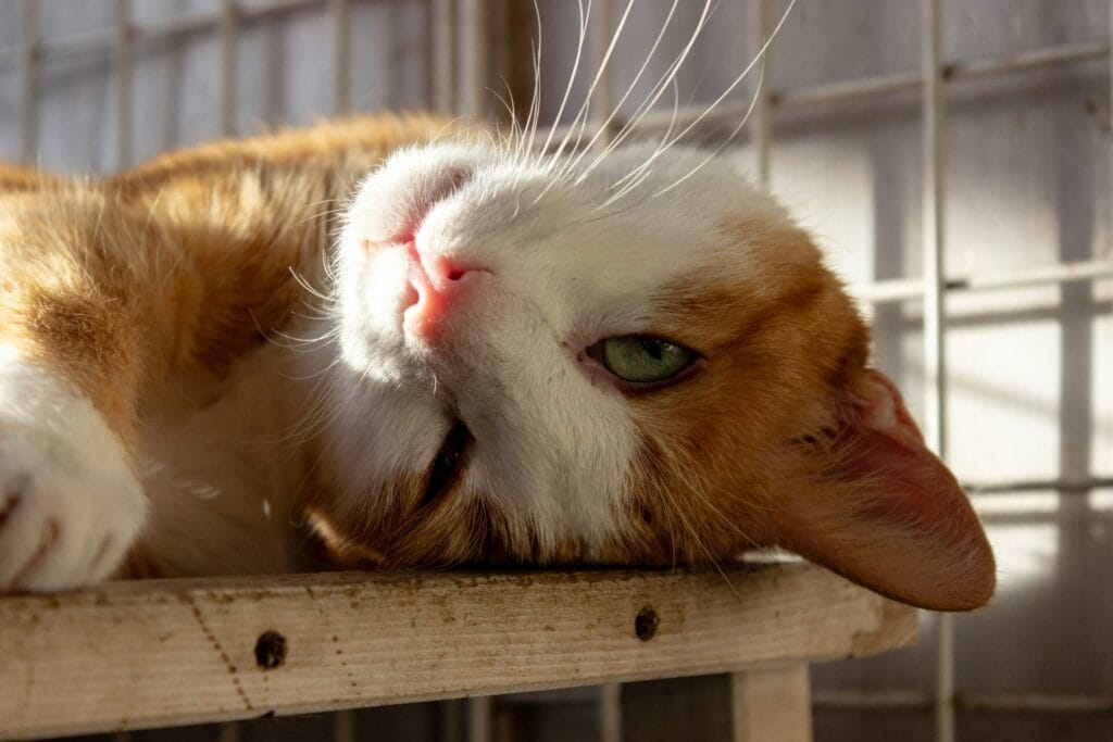 A serene orange and white cat lying on its side, basking in the warm sunlight.