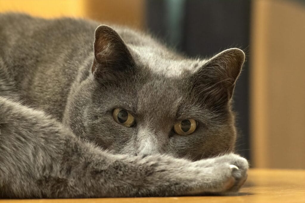Close-up portrait of a gray cat lying down on a wooden surface, looking relaxed and attentive.