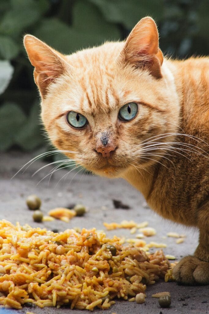 A ginger cat with striking blue eyes enjoys a meal outdoors, captured in vivid detail.
