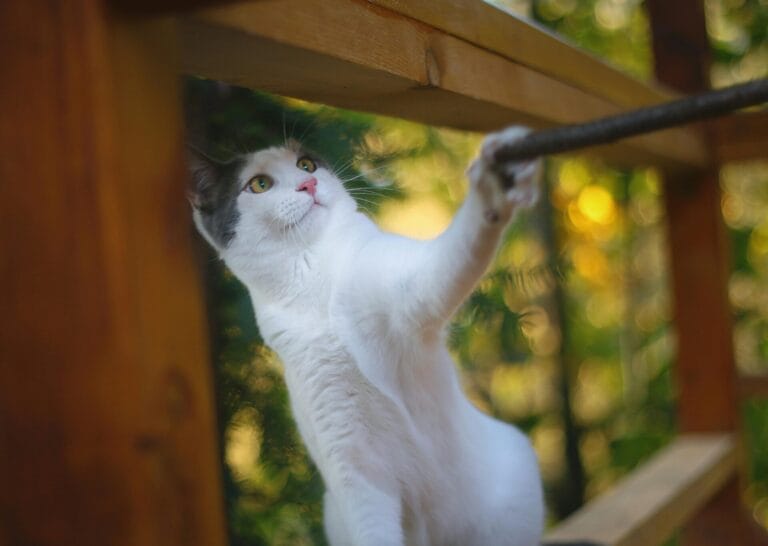 A playful cat engages with outdoor surroundings in Fındıklı, Rize, Türkiye. The natural setting enhances its vibrant surroundings.