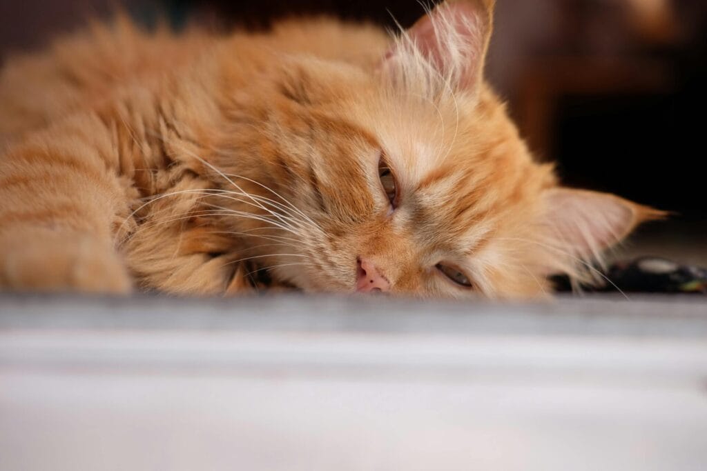 Close-up of a relaxed orange Persian cat lying indoors, showcasing its fluffy fur.