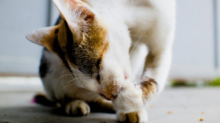 Cute cat with bright muzzle washing paws while sitting on carpet at cozy home in daytime