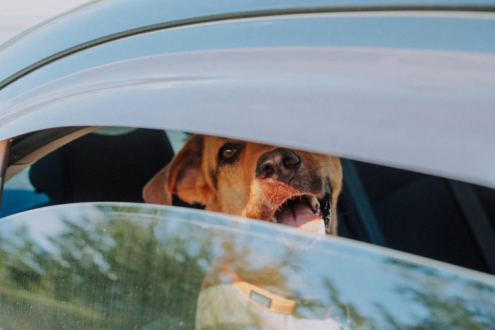 Dog with open mouth peering out through a partially rolled-down car window.