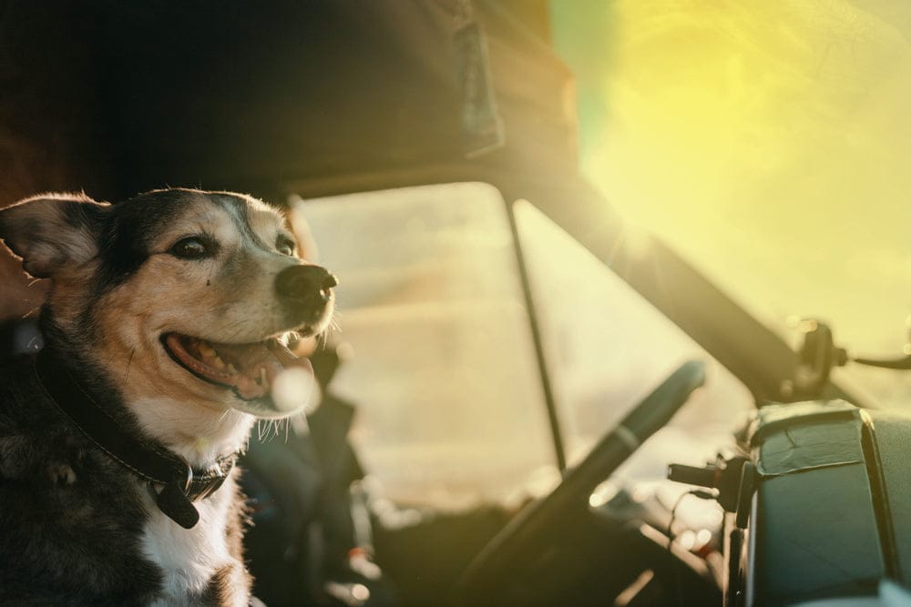 Black, white, and tan dog sitting in the front seat of a vehicle, lit by warm sunlight through the windshield.