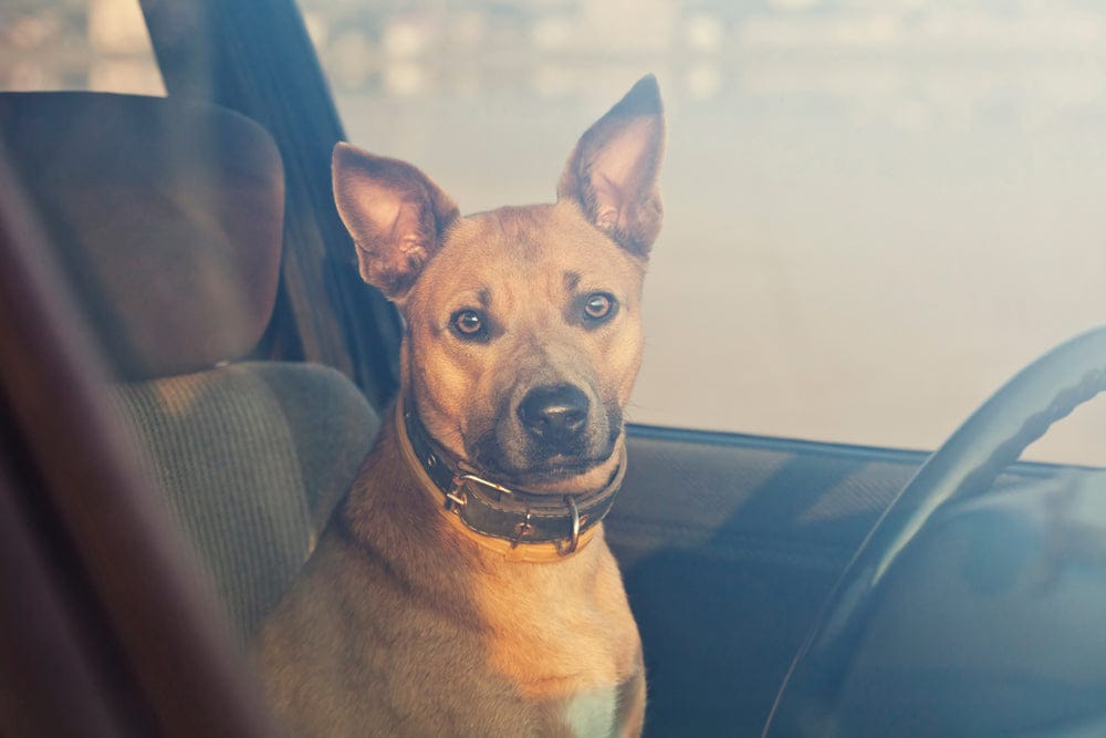 Tan dog with upright ears sitting inside a car, looking out through a slightly hazy window.