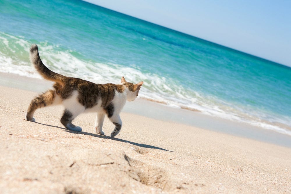 Calico cat walks along a sandy shoreline near turquoise ocean waves on a bright day.