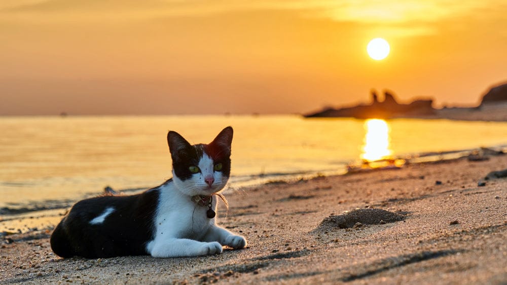 Black-and-white cat lies on a sandy beach at sunset, facing the camera with the sun reflecting on the water behind it.