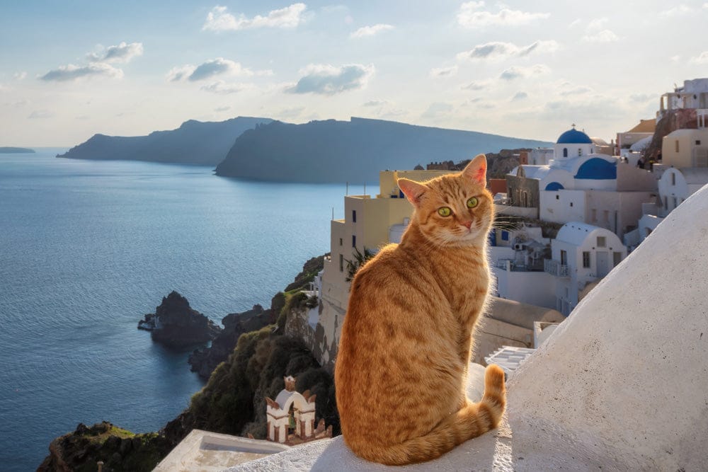 Orange tabby cat sits on a white wall overlooking a coastal village with blue-domed buildings and the sea in the background.