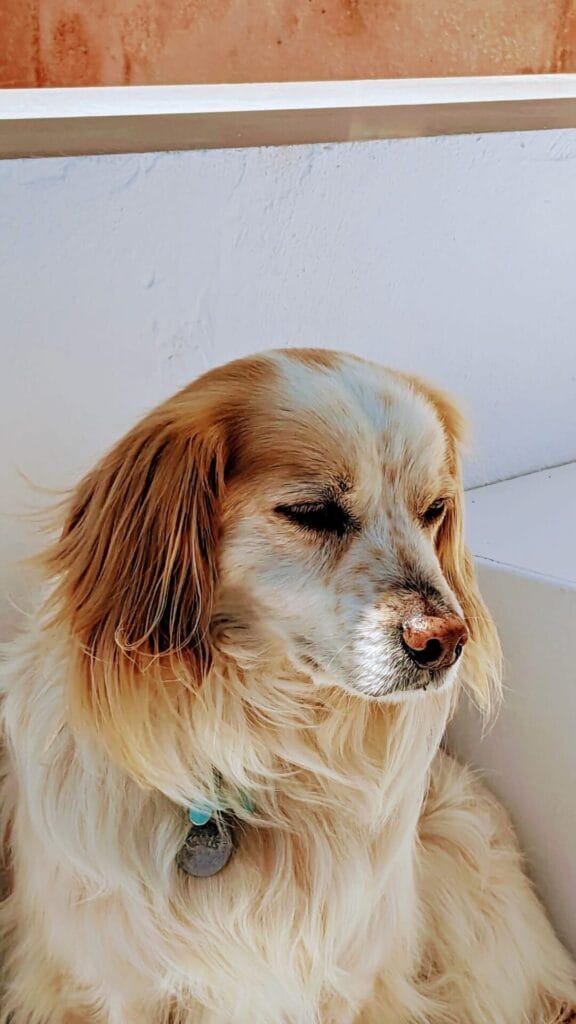 Girl Dog Names That Will Melt Your Heart Instantly