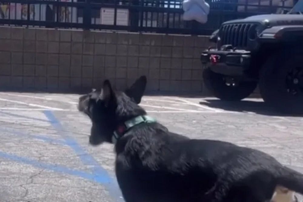 A black mother dog wearing a green collar stands alert in a sunny parking lot before being reunited with her puppy.