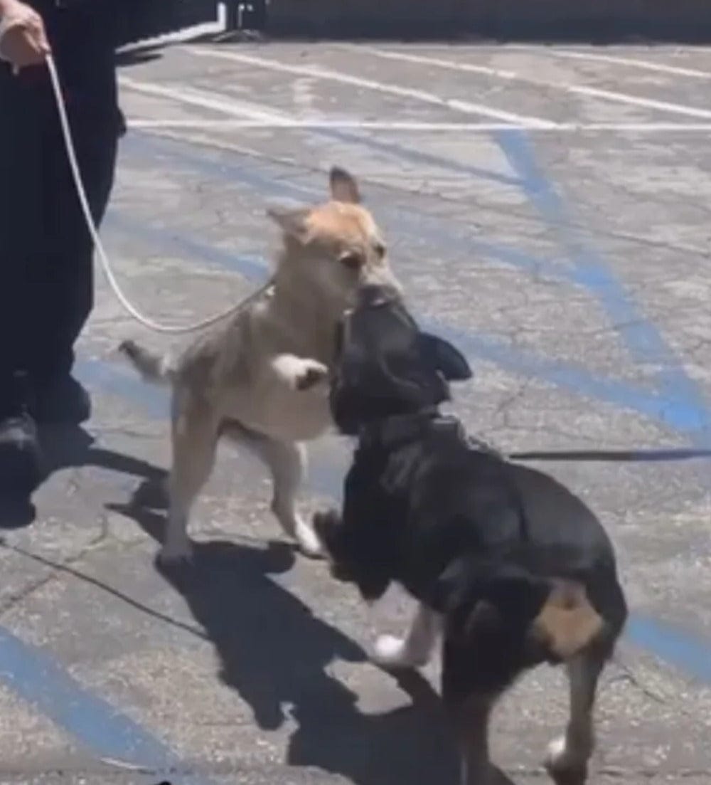 A tan puppy rises on its hind legs to greet and nuzzle its black mother dog during their reunion.