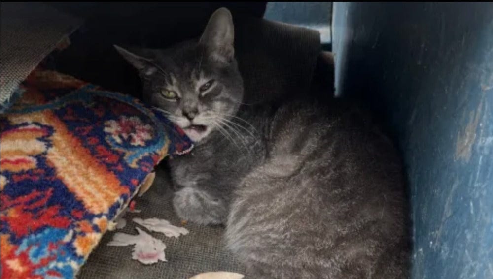 An injured gray cat rests against a patterned blanket with one eye partly closed.